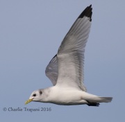 0J6A0318Black-Legged_Kittiwake