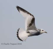 0J6A0319Black-Legged_Kittiwake