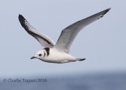 0J6A0351Black-Legged_Kittiwake