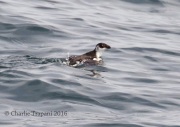 0J6A0368Dovekie