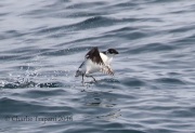 0J6A0379Dovekie