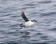 0J6A0380Dovekie