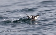 0J6A0382Dovekie