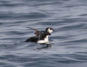 0J6A0394Dovekie