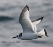 0J6A0404Black-Legged_Kittiwake
