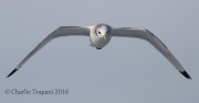 0J6A0416Black-Legged_Kittiwake