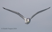 0J6A0417Black-Legged_Kittiwake
