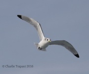 0J6A0426Black-Legged_Kittiwake