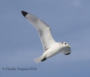 0J6A0431Black-Legged_Kittiwake