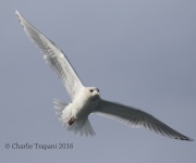 0J6A0453Iceland_Gull