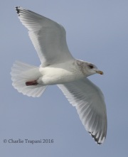 0J6A0459Iceland_Gull