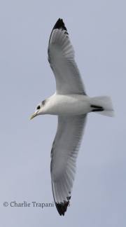 0J6A0462Black-Legged_Kittiwake