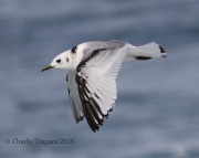 0J6A0474Black-Legged_Kittiwake