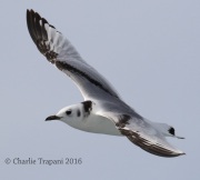 0J6A0483Black-Legged_Kittiwake