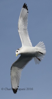 0J6A0553Black-Legged_Kittiwake