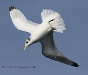 0J6A0555Black-Legged_Kittiwake