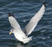 0J6A0561Black-Legged_Kittiwake