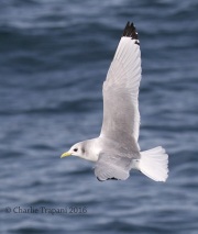 0J6A0586Black-Legged_Kittiwake