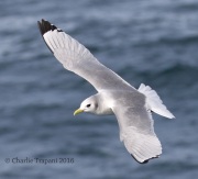 0J6A0588Black-Legged_Kittiwake