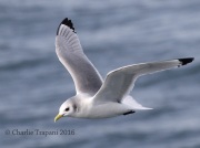 0J6A0592Black-Legged_Kittiwake