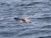 0J6A0632Northern_Flumar