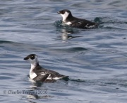 0J6A0790Dovekies