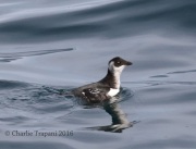 0J6A0904Dovekie