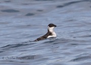 0J6A0922Dovekie