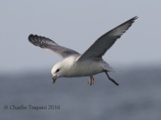 0J6A0974Northern_Fulmar
