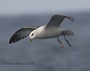 0J6A0975Northern_Fulmar