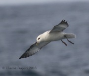 0J6A0976Northern_Fulmar