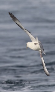 0J6A0977Northern_Fulmar