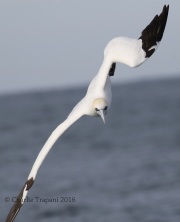 0J6A1005Northern_Gannet
