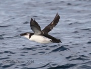 0J6A1069Razorbill