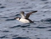 0J6A1073Razorbill