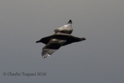 0J6A1081Great_Skua