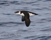 0J6A1090Razorbill