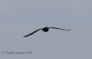 0J6A1104Great_Skua