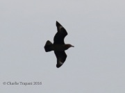 0J6A1113Great_Skua