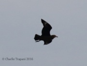 0J6A1115Great_Skua