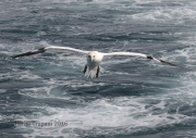 0J6A1182Northern_Gannet