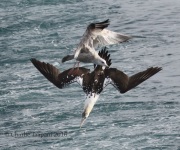 0J6A1264Northern_Gannet
