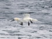 0J6A1282Northern_Gannet