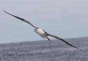 0J6A1357Northern_Gannet