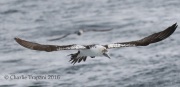 0J6A1388Northern_Gannet