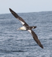 0J6A1428Northern_Gannet