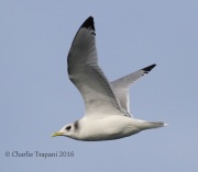 0J6A1447Black-Legged_Kittiwake