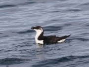 0J6A1533Razorbill