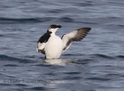 0J6A1542Razorbill
