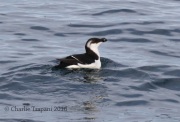 0J6A1555Razorbill